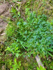Epilobium adenocaulon