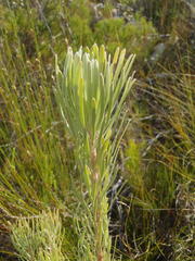 Leucadendron album