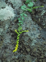 Solidago sphacelata