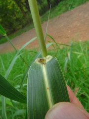 Sorghum halepense