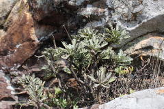 Euryops pectinatus pectinatus