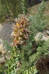 Paranomus roodebergensis