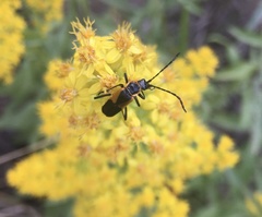 Chauliognathus deceptus