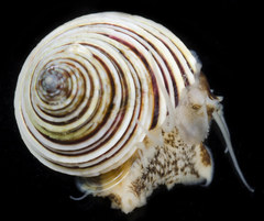 Calliostoma canaliculatum