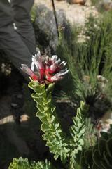 Paranomus roodebergensis