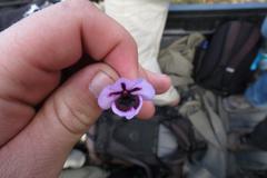 Pelargonium tricolor