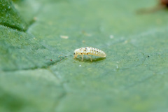 Psyllobora vigintimaculata