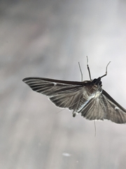 Cydalima perspectalis