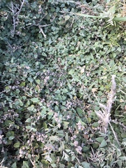 Chenopodium triandrum