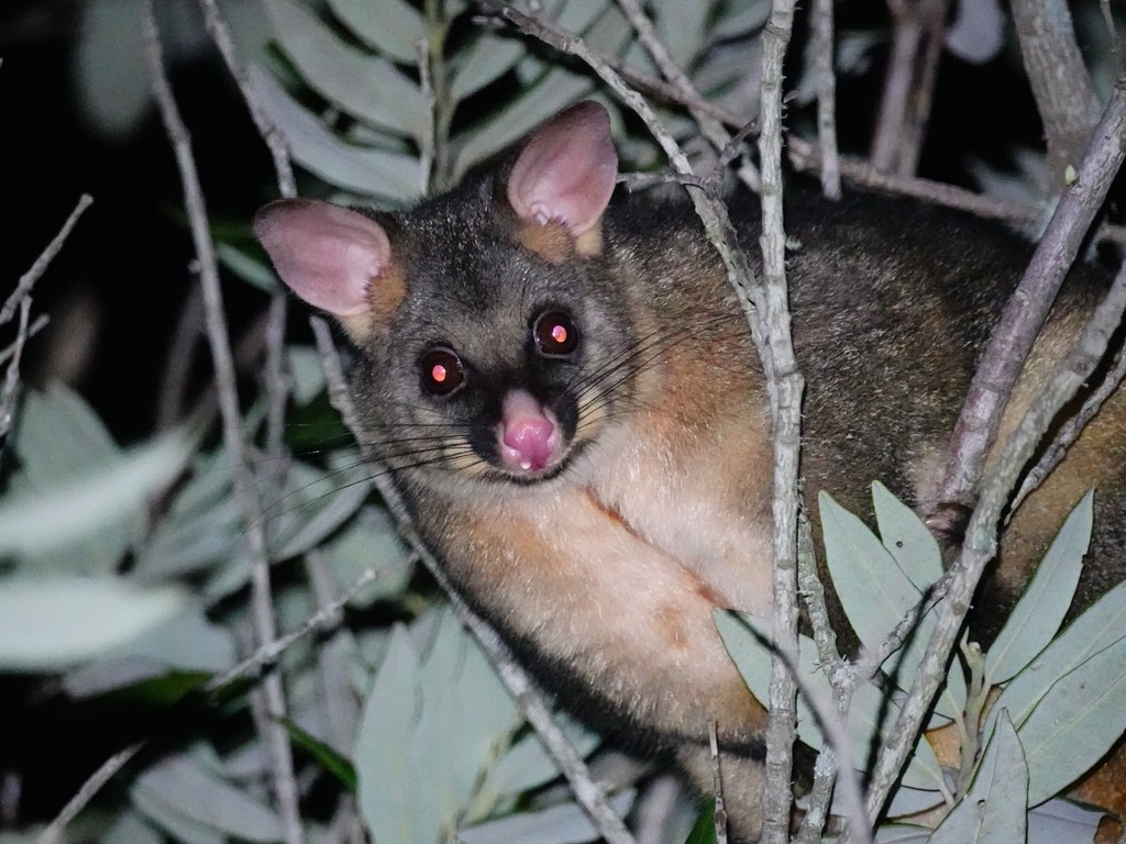 Falangero común (Trichosurus vulpecula)