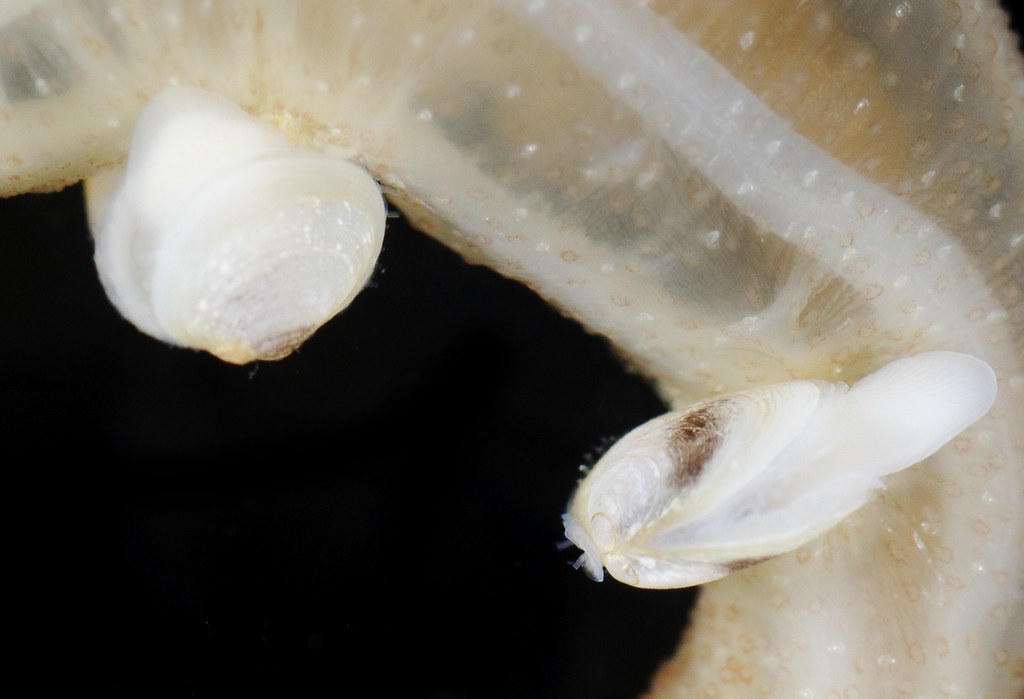 Sea-cucumber Galeommatid