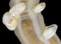 Scintillona bellerophon