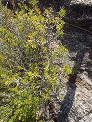 Cliffortia tuberculata