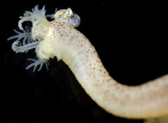 Scintillona bellerophon