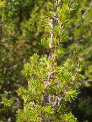 Cliffortia tuberculata