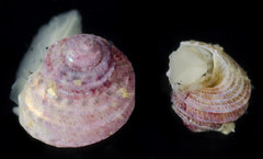 Lirularia lirulata