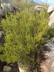 Cliffortia tuberculata