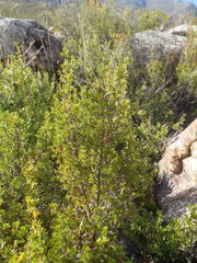 Cliffortia tuberculata