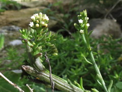 Thesium capitatum
