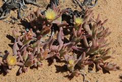 Mesembryanthemoideae