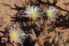 Mesembryanthemoideae