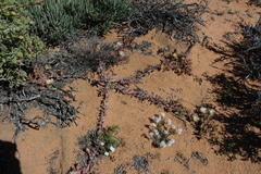 Mesembryanthemoideae