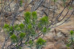 Pteronia fasciculata