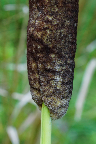 Typha shuttleworthii, photograph 4