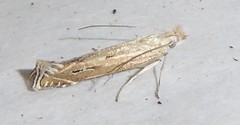Isophrictis magnella