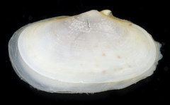 Psammobiidae