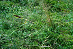 Typha shuttleworthii