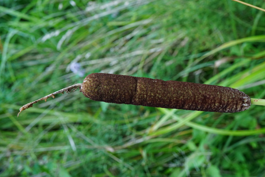 Typha shuttleworthii; photograph (c) Patrick Hacker, some rights reserved (CC BY)