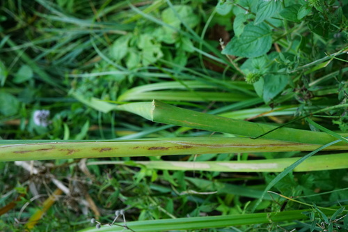 Typha shuttleworthii, photograph 6