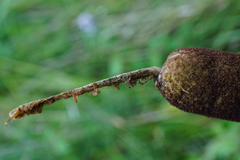 Typha shuttleworthii