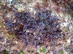 Chondracanthus acicularis