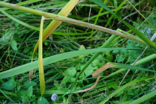 Typha shuttleworthii, photograph 5