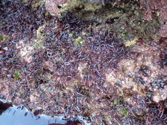 Chondracanthus acicularis