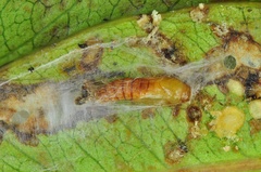Spheterista tetraplasandra