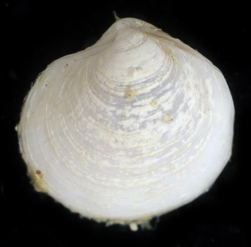 Parvilucina tenuisculpta observed 2017-07-31