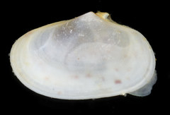 Psammobiidae