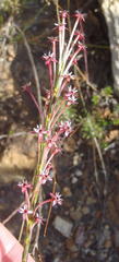 Struthiola macowanii