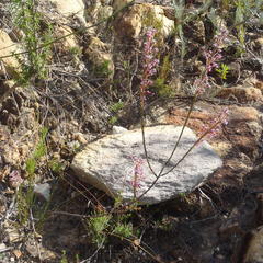 Struthiola macowanii