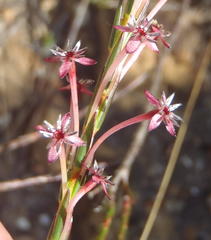 Struthiola macowanii