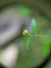 Linum virginianum