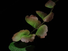 Adiantum soboliferum