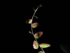 Adiantum soboliferum