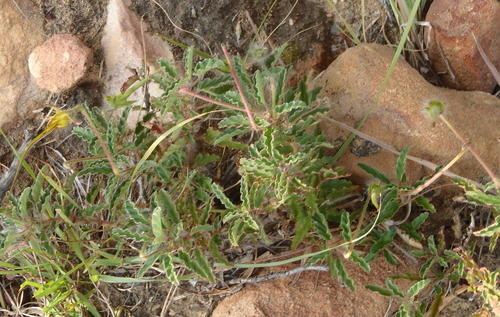 Monsonia emarginata