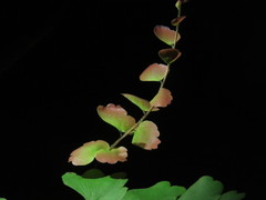 Adiantum soboliferum