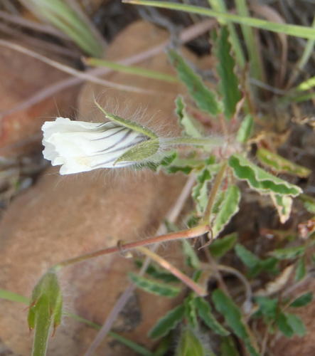 Monsonia emarginata