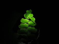 Adiantum soboliferum